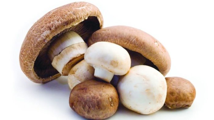 D:\a-mushroom-a-day-keeps-the-doctor-away-345123-960x540.jpg